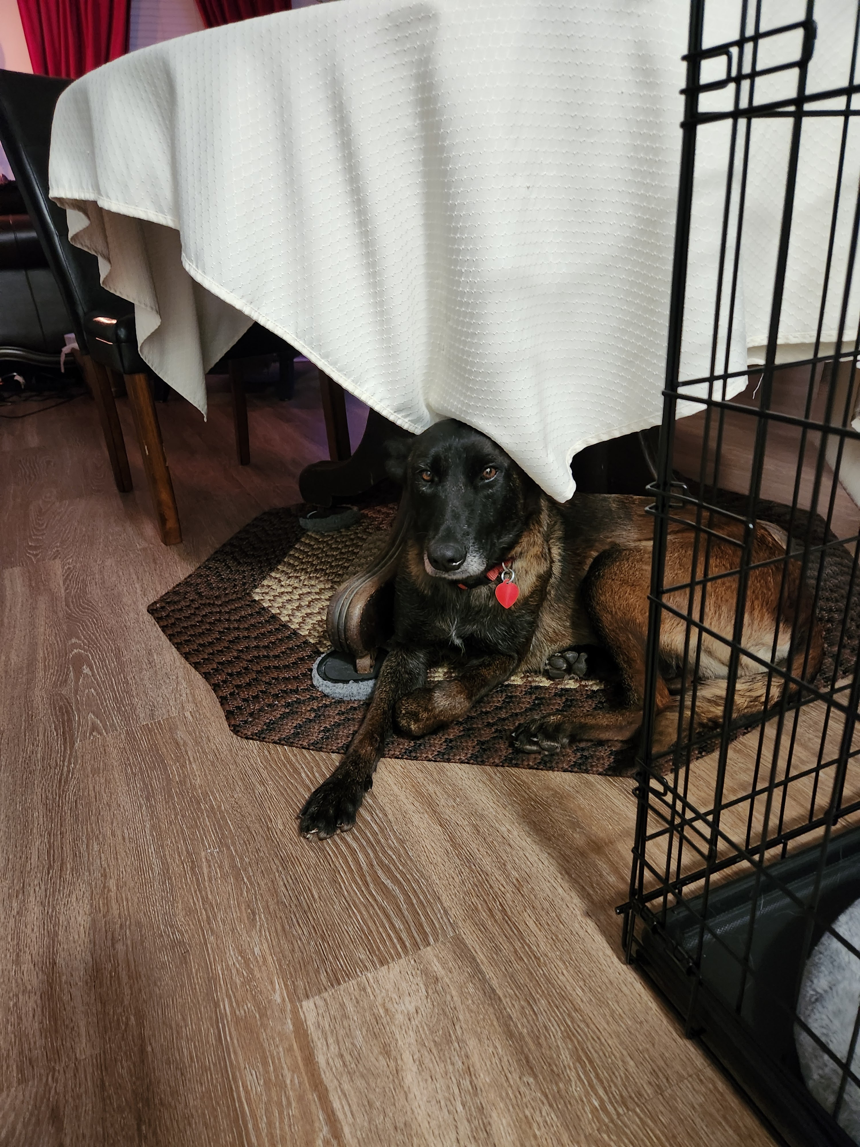 Lady Priscilla, a rescue dog with a traumatic past, had more to offer than we could imagine, just like Sheila in One Child, by Torey Hayden