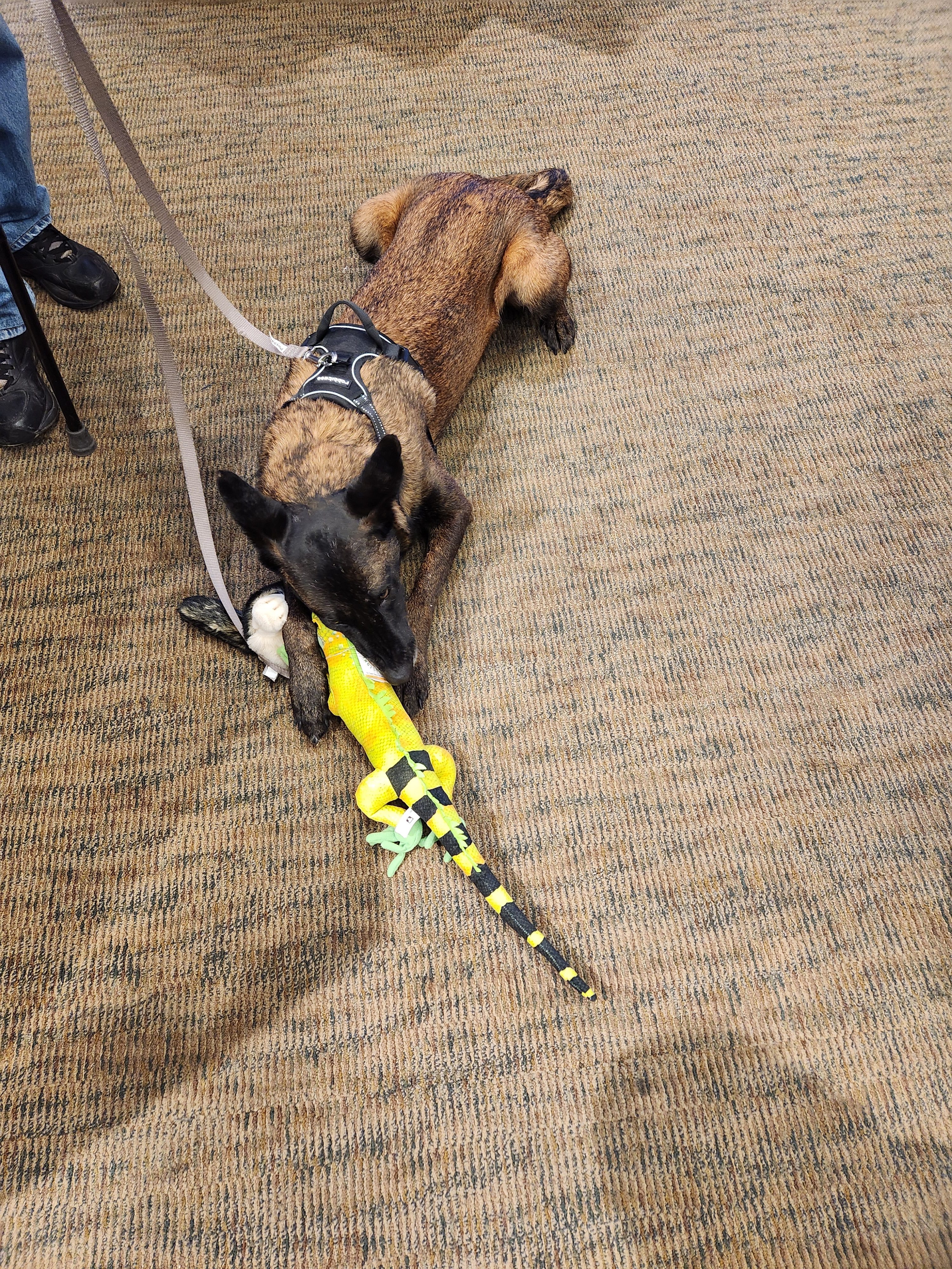 Dog Grad School: Inside an AKC Canine Good Citizen Class