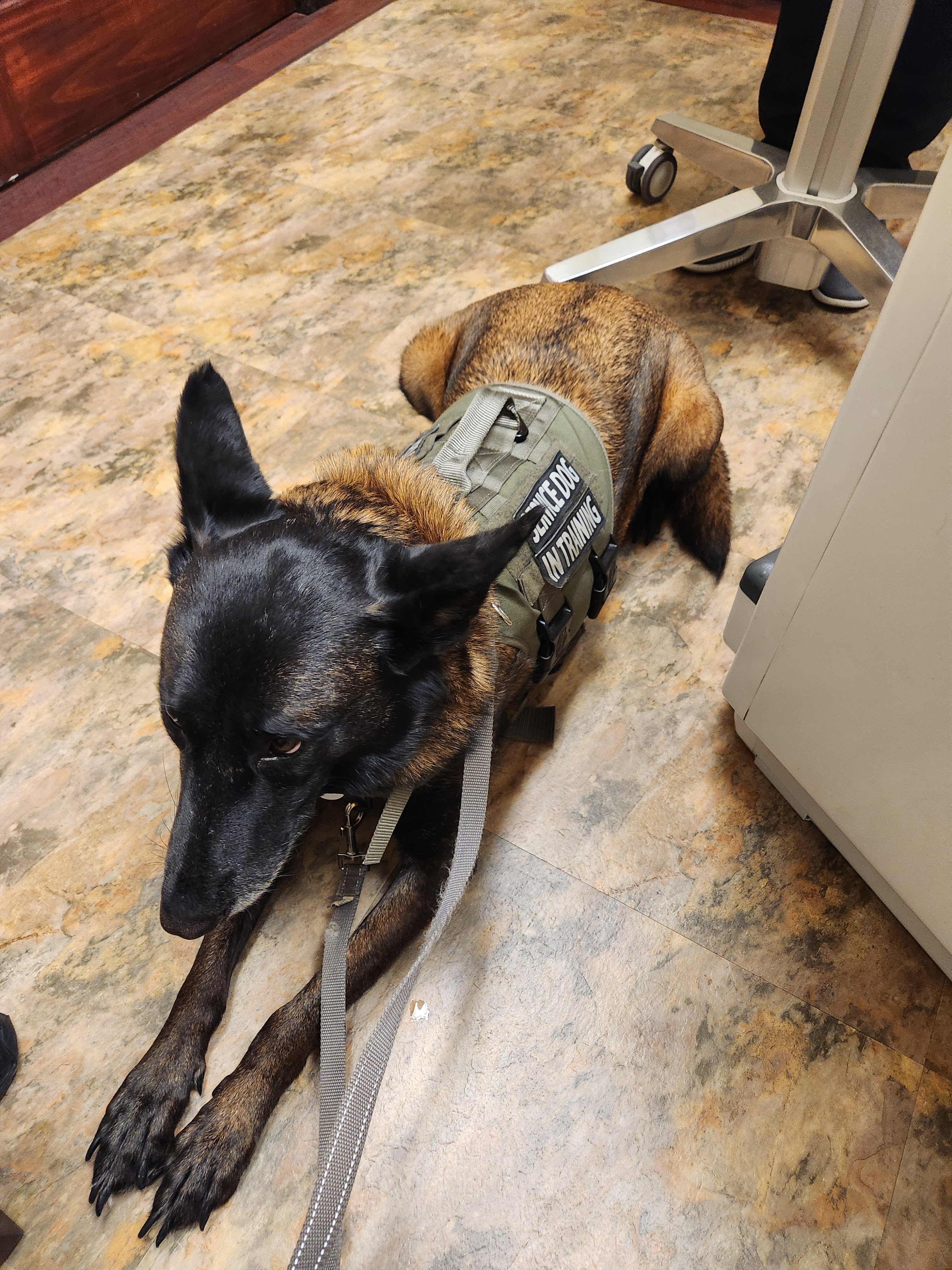 Training a Service Dog for Halloween Horror Nights Part 2