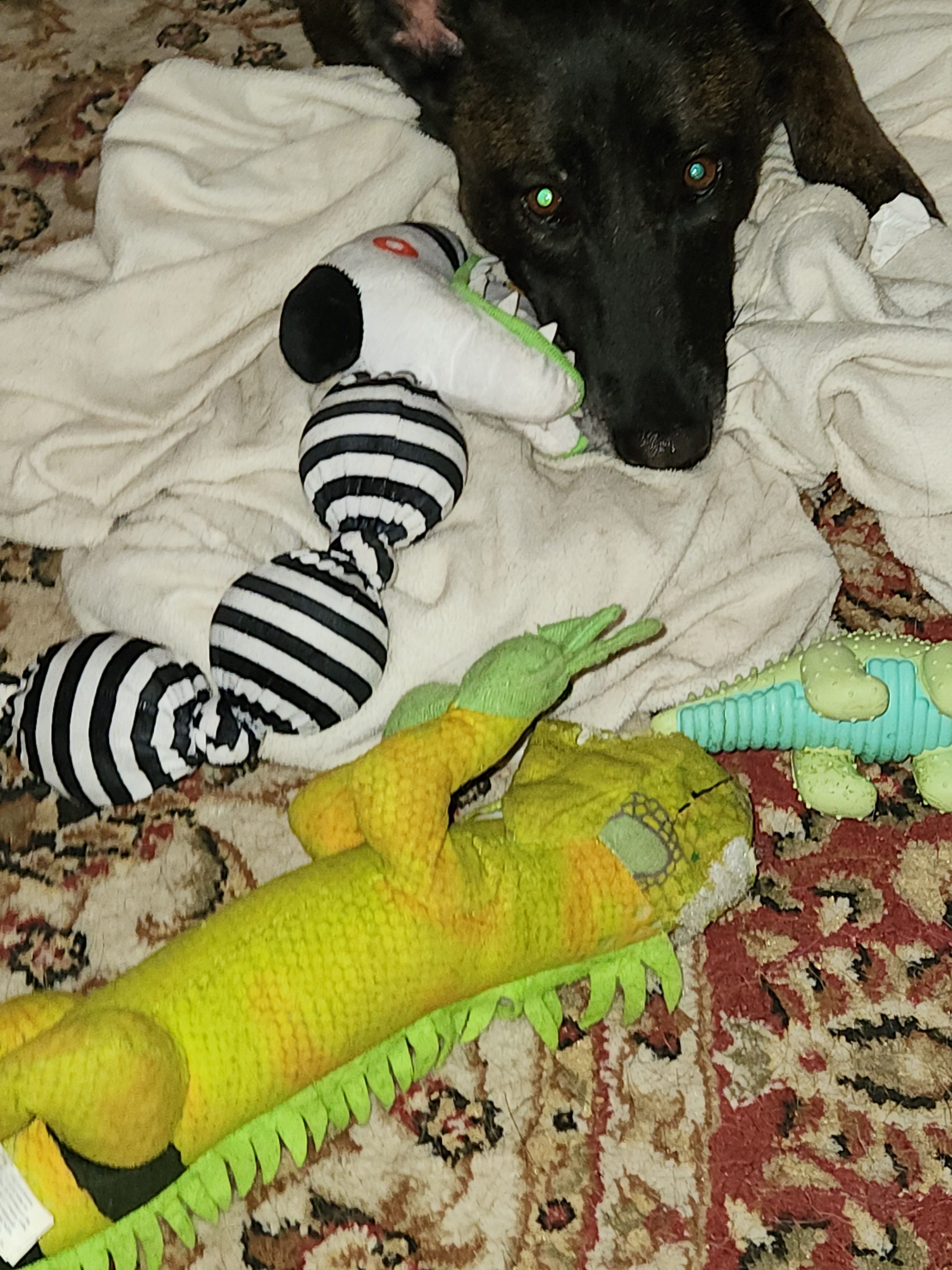 It’s Never Too Late to Have a Happy Puppyhood
