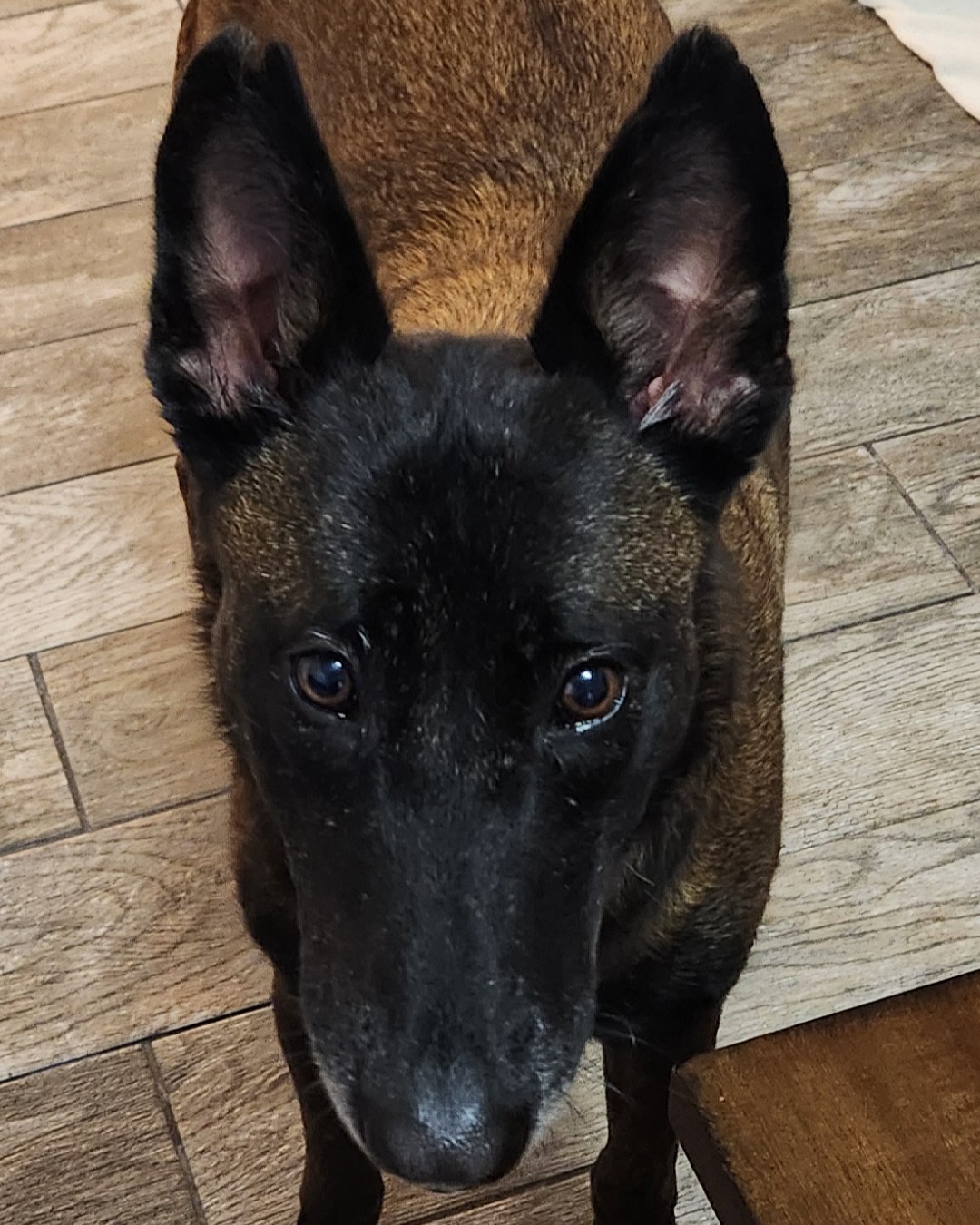 Lady Priscilla, a Dutch Shepherd service dog, featured on the landing page for The Lady Priscilla Method Framework