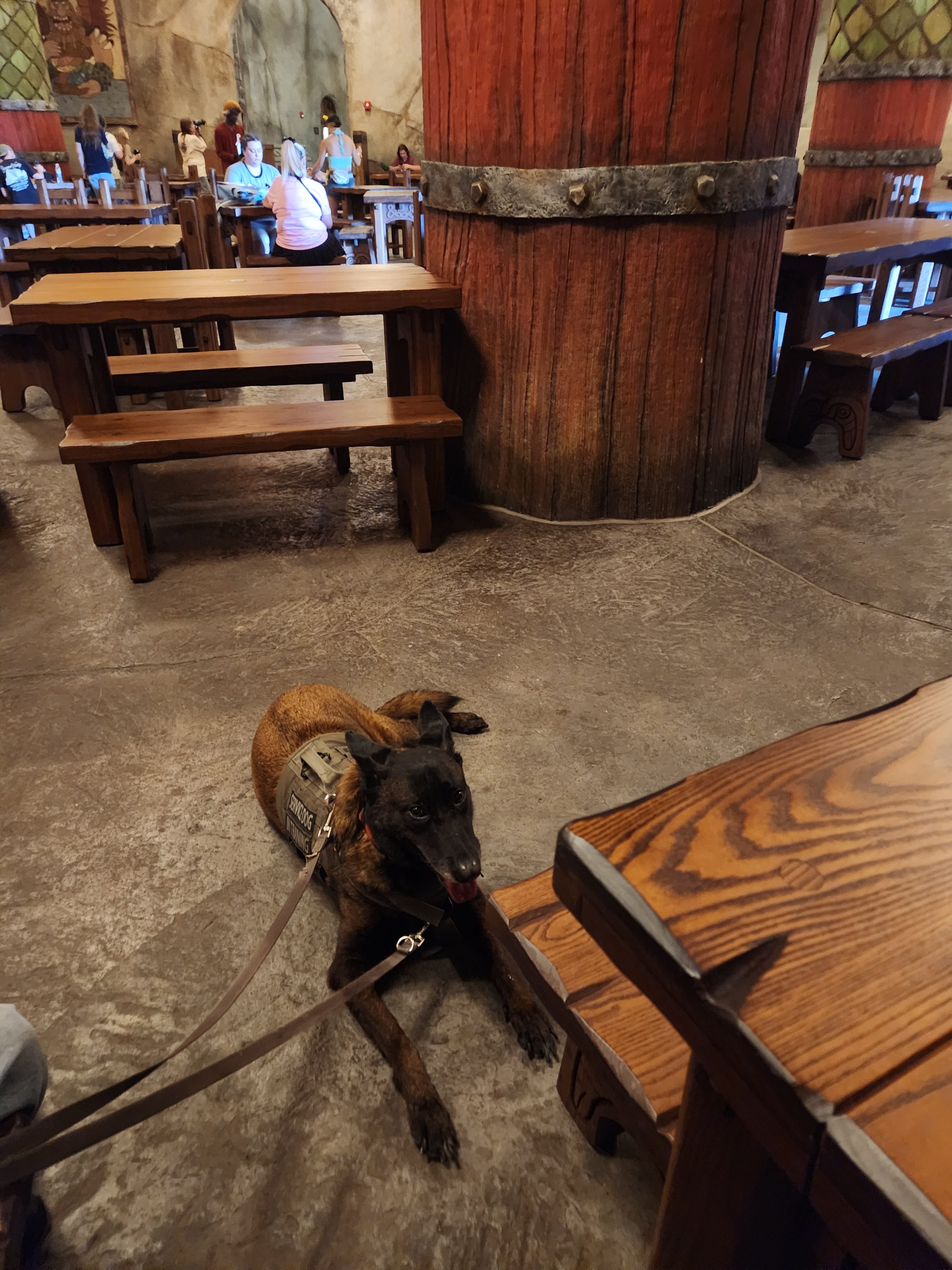 Orlando Service Dog Training: How We Practiced Public Access, Real-Life Skills, and Vet Visits